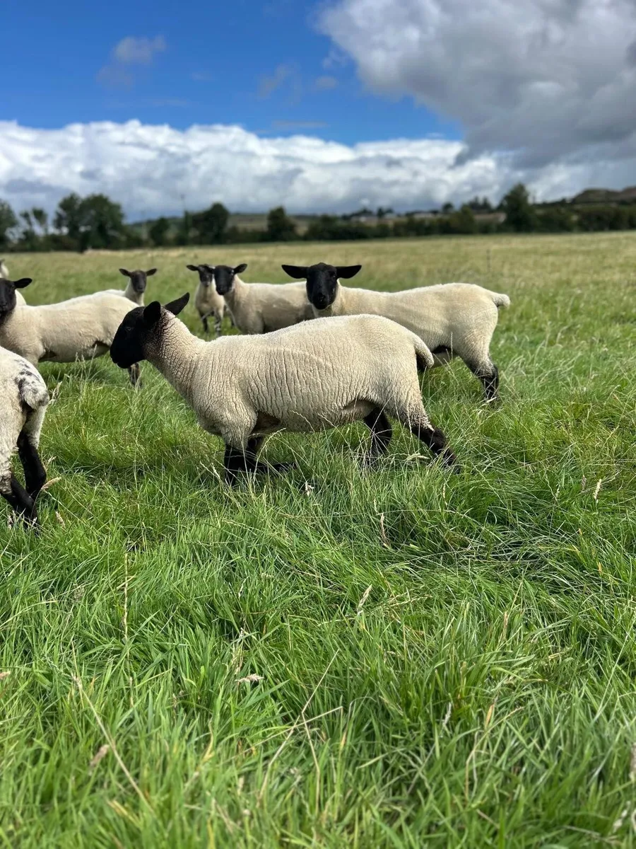Hoggets - Image 2