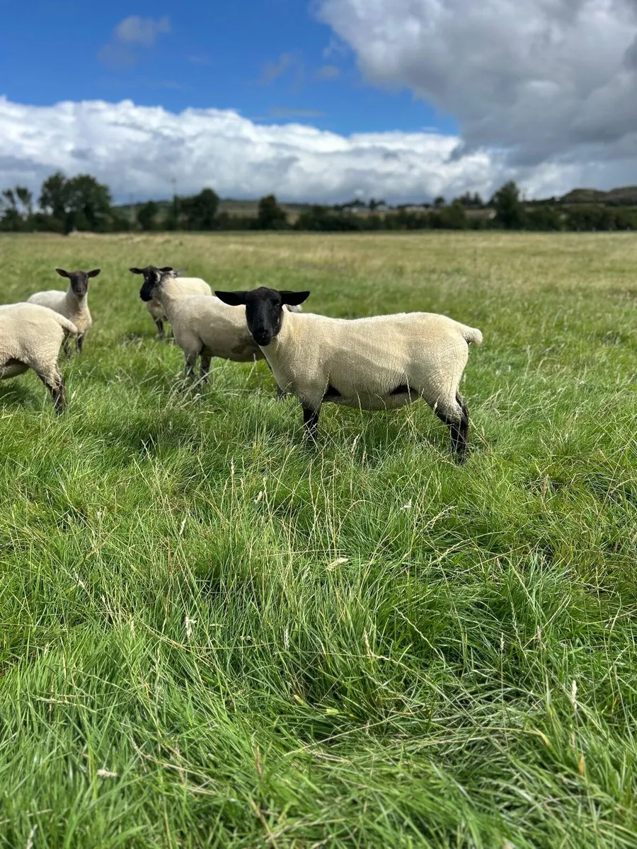 Hoggets - Image 3