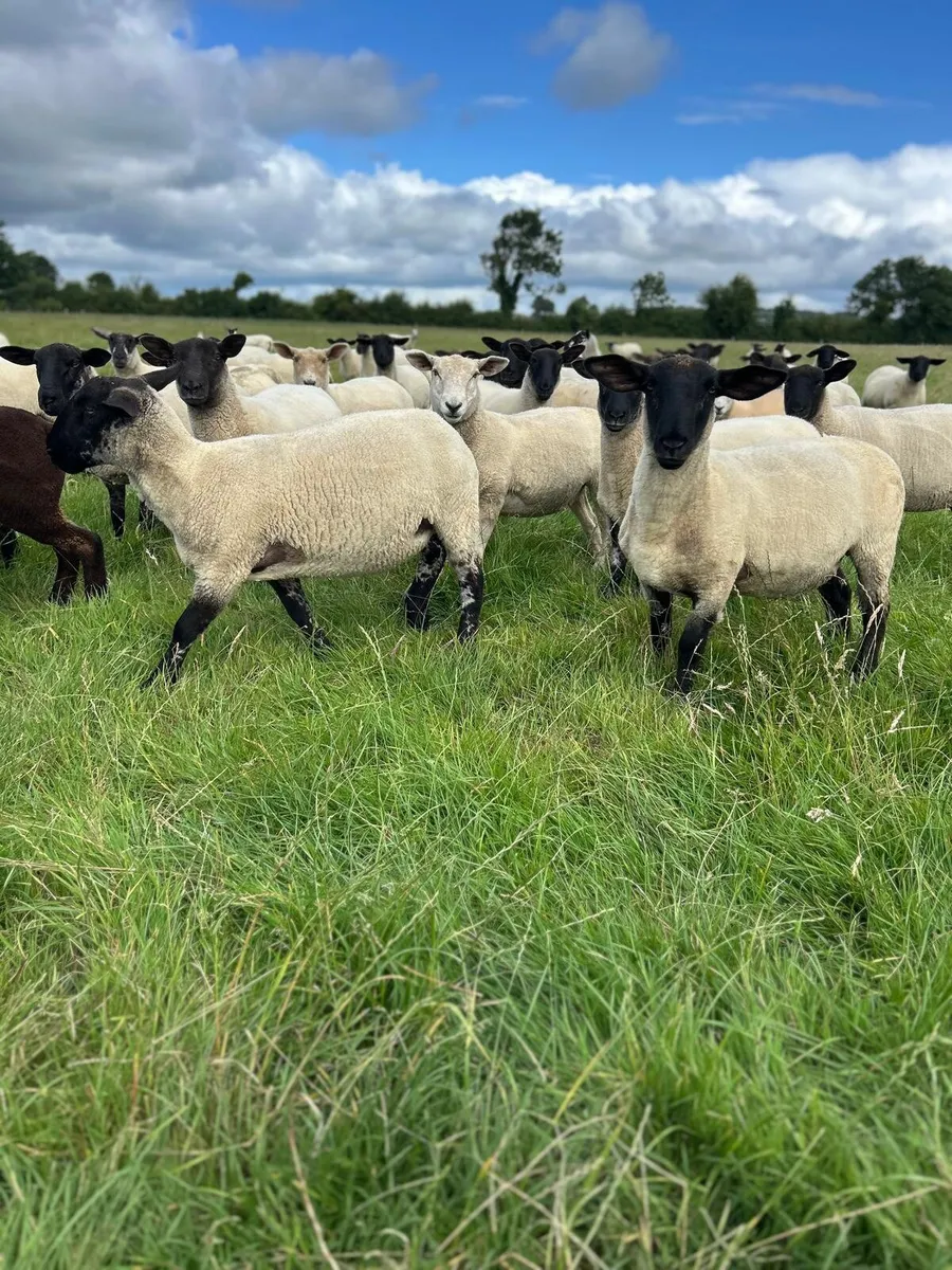Hoggets - Image 4