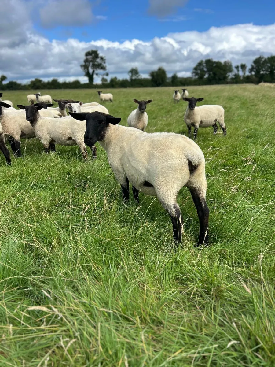 Hoggets - Image 1