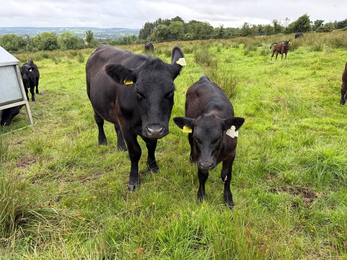 Pedigree Angus Cows with calves at foot - Image 1
