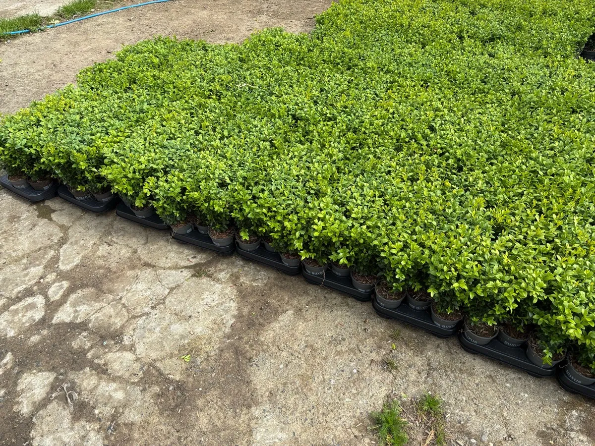 Box hedging - Image 2