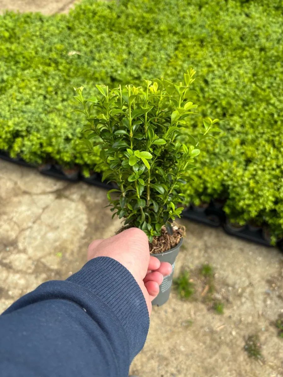 Box hedging - Image 4