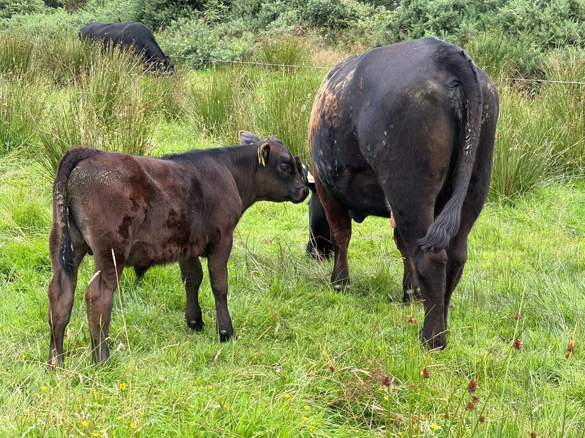 Pedigree Angus Cows with calves at foot - Image 2