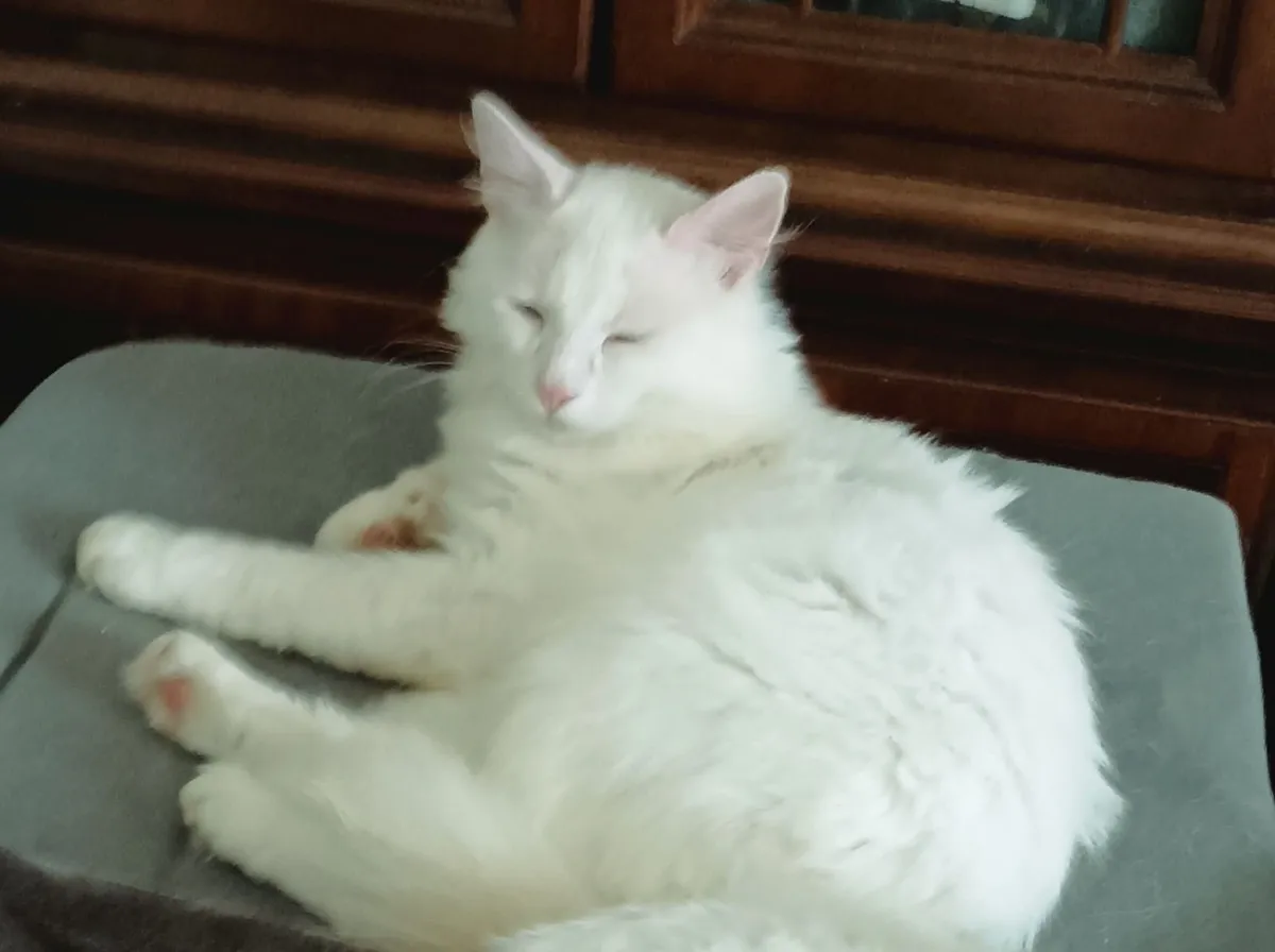 Turkish Van kittens available - Image 3
