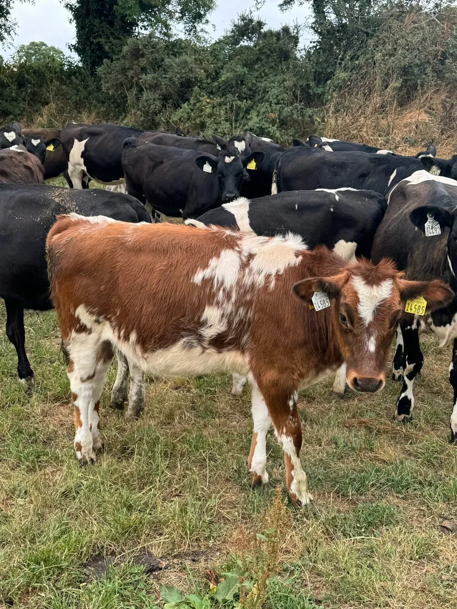 14 Beef calves * reared * - Image 1