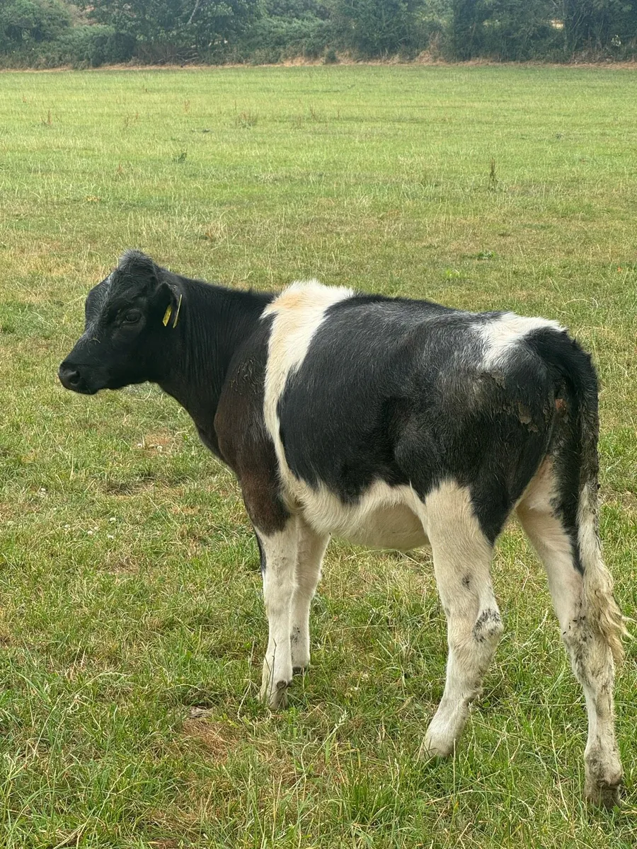 14 Beef calves * reared * - Image 2