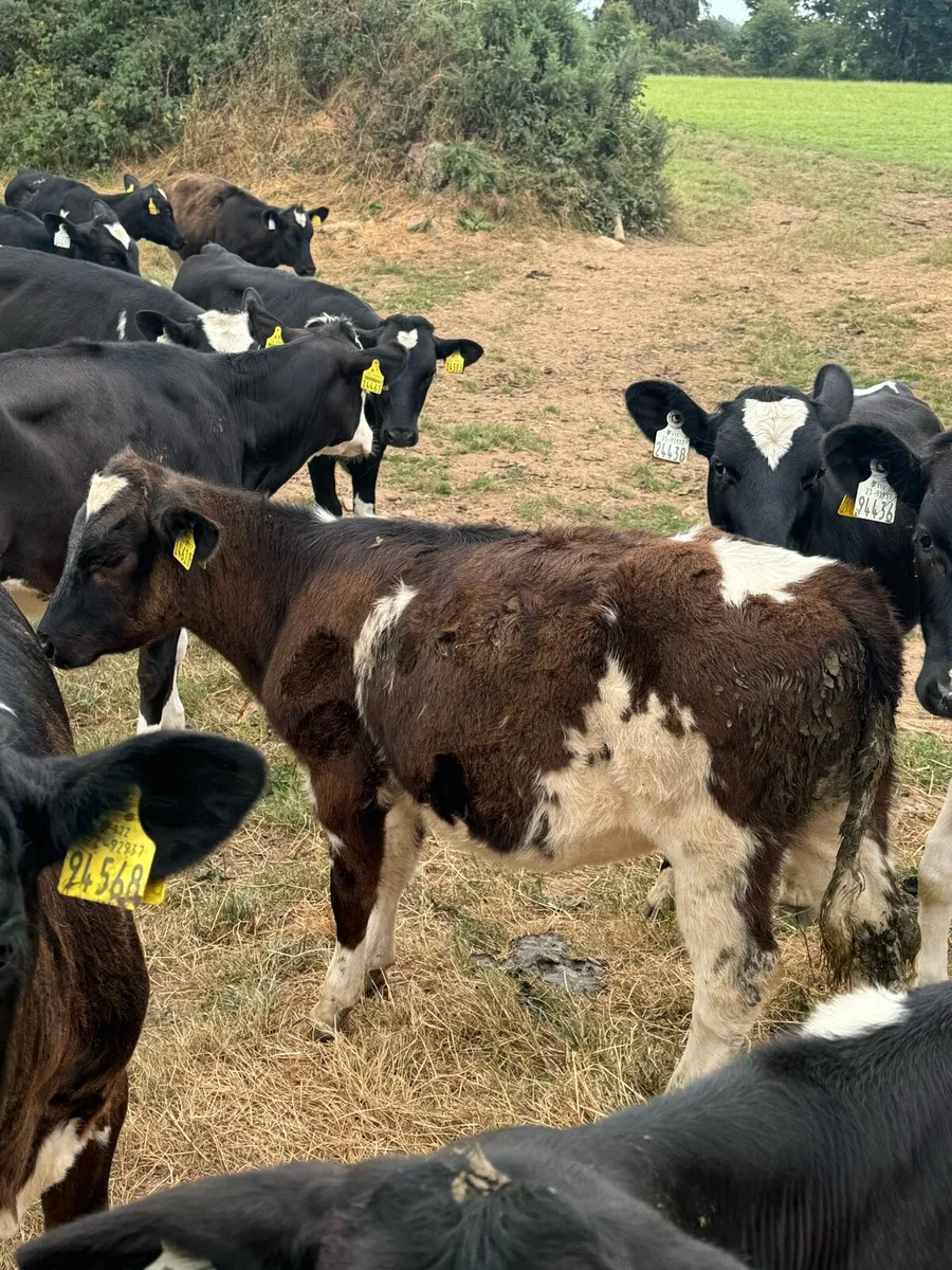 14 Beef calves * reared * - Image 3