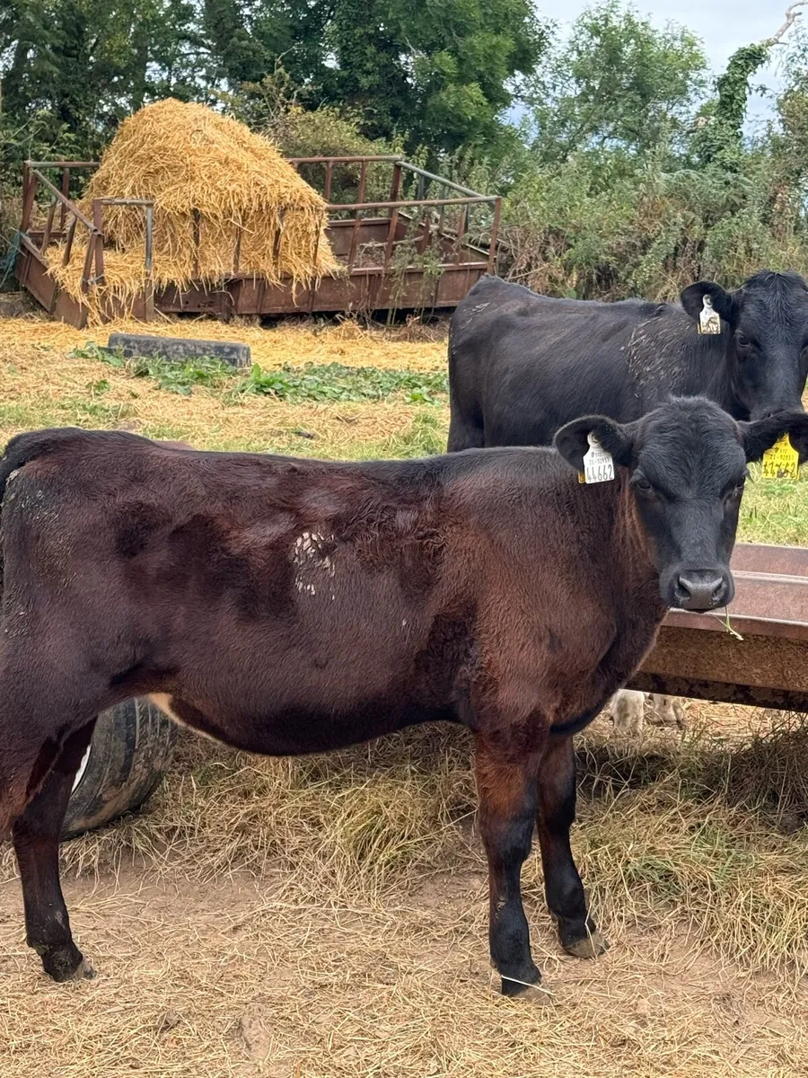 14 Beef calves * reared * - Image 4