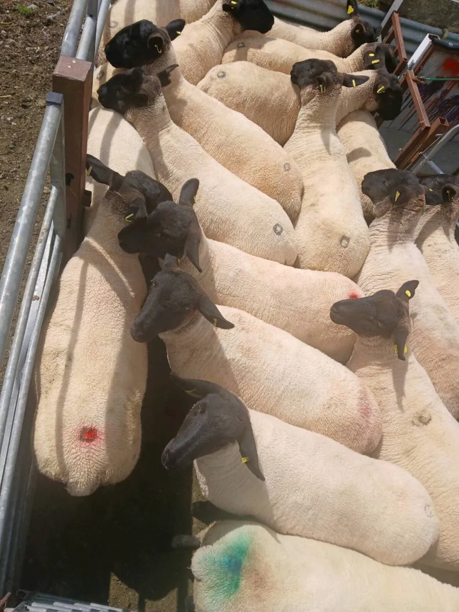 Hoggets - Image 4