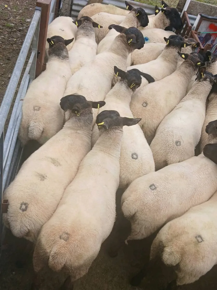 Hoggets - Image 1