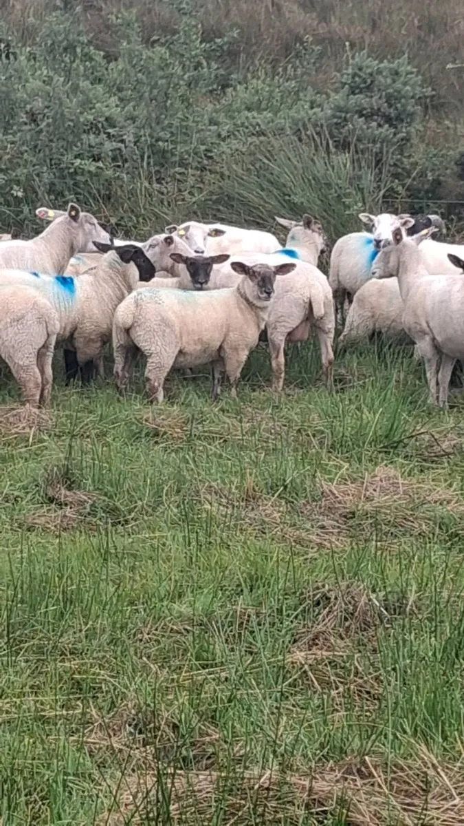 Ewe lambs - Image 1