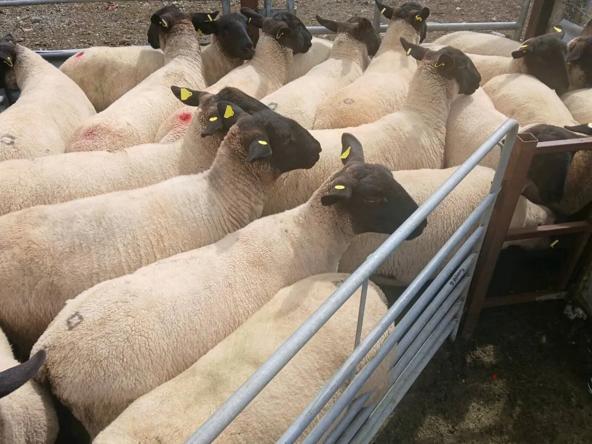 Hoggets - Image 2
