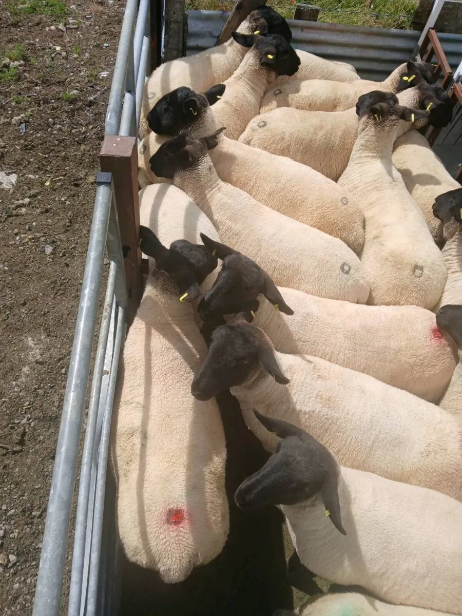 Hoggets - Image 3