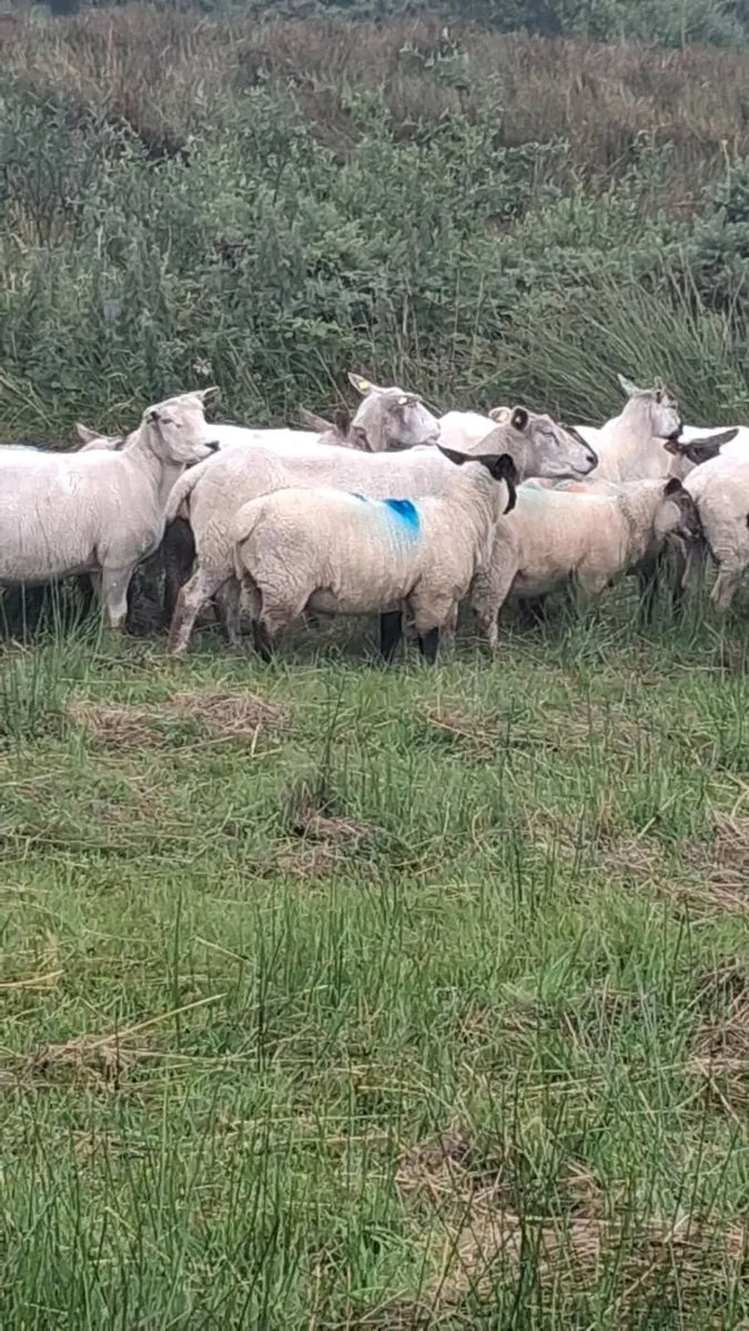 Ewe lambs - Image 2