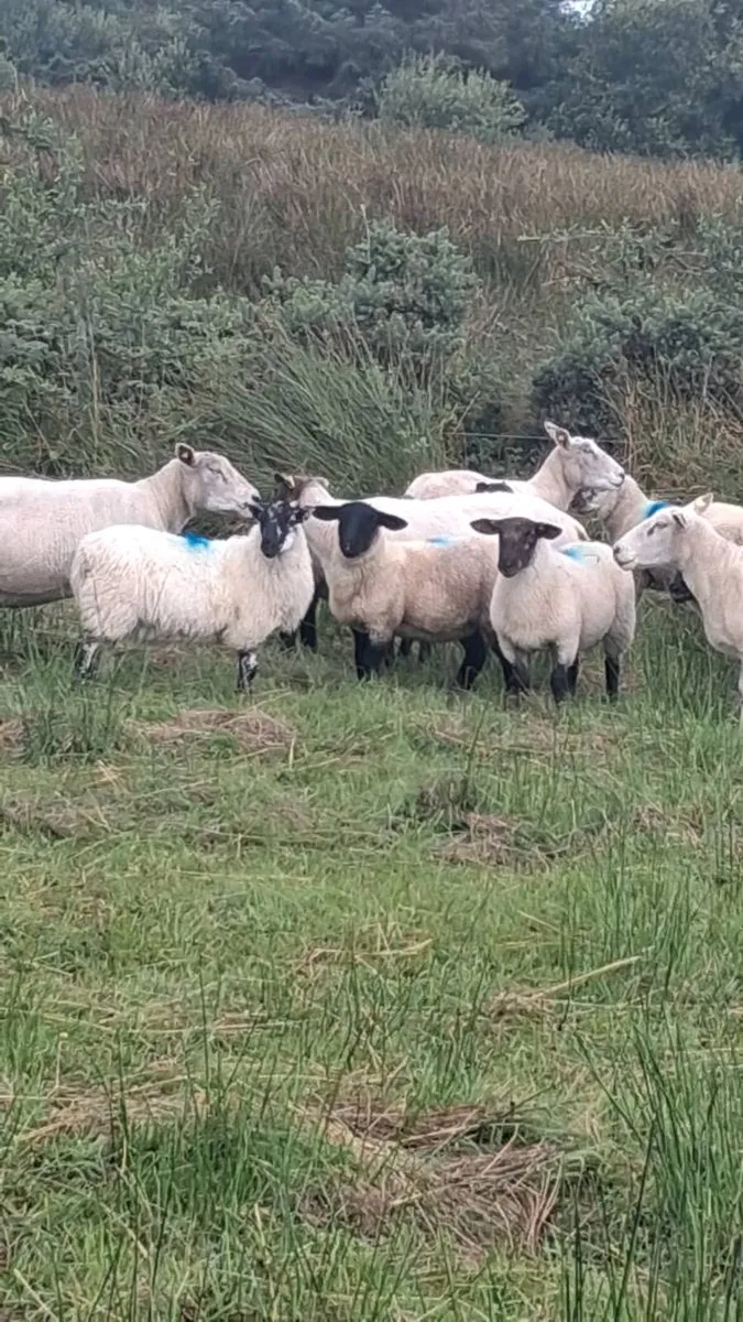 Ewe lambs - Image 3