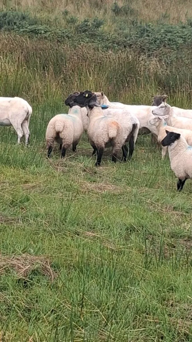 Ewe lambs - Image 4