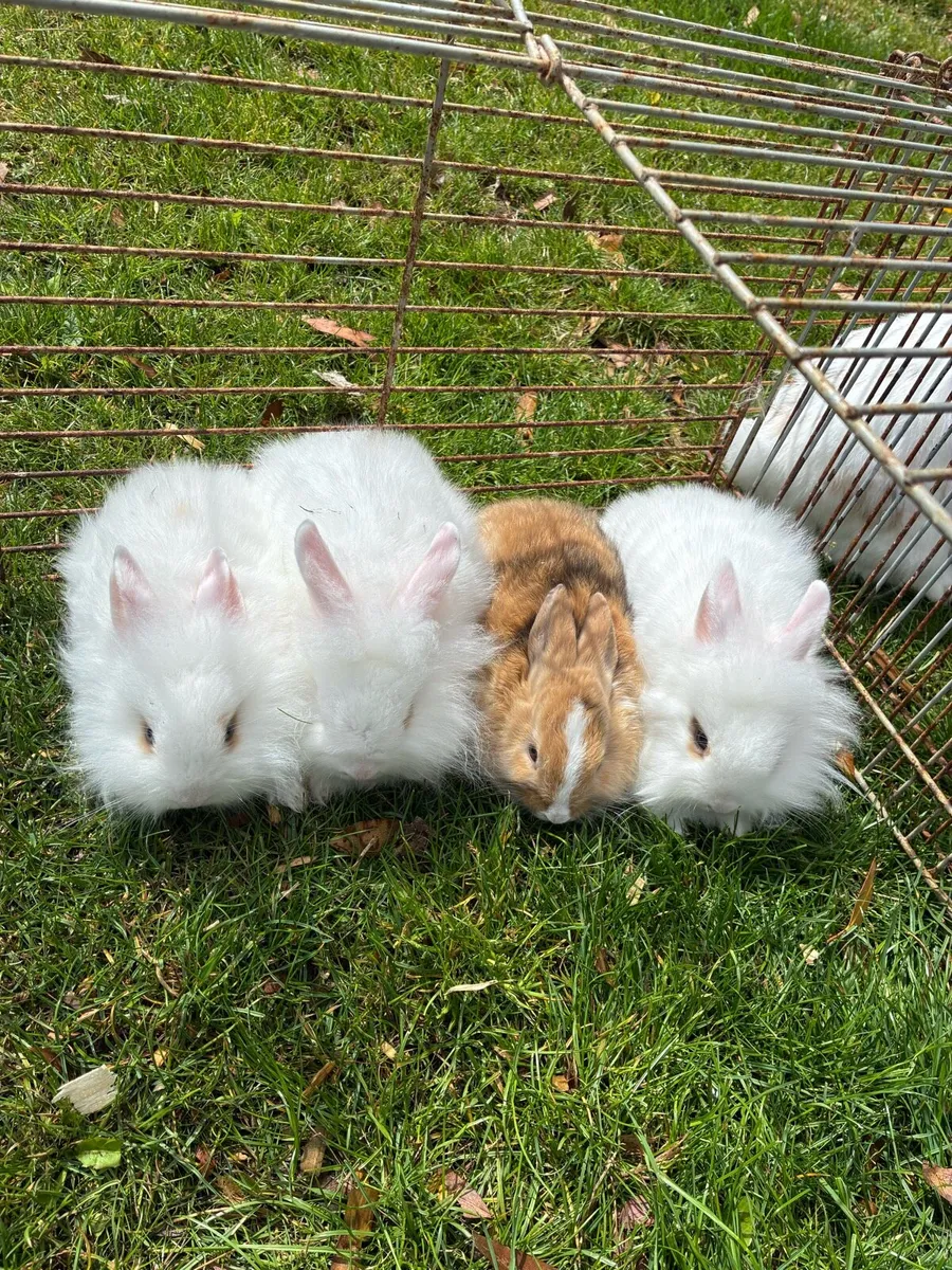 Baby rabbits - Image 1