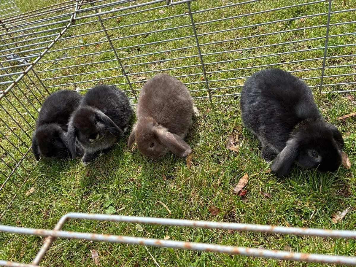 Baby rabbits - Image 2