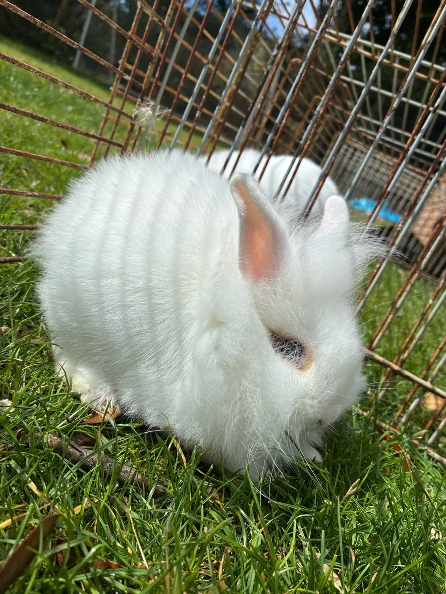 Baby rabbits - Image 3
