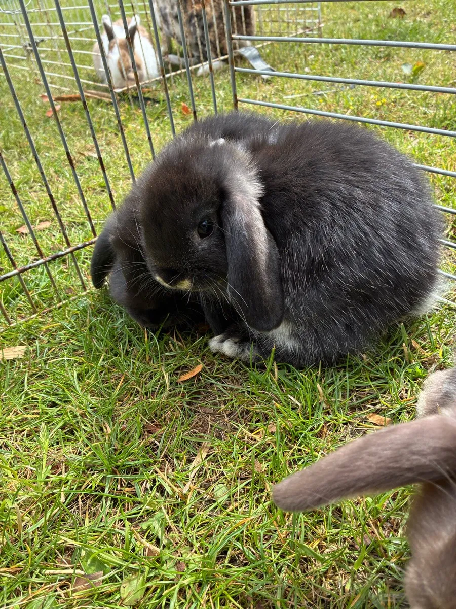 Baby rabbits - Image 4