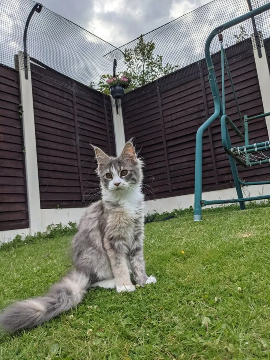 Cat/Pet Fence Solution - DIY KIT, HappyPawsOut - Image 1