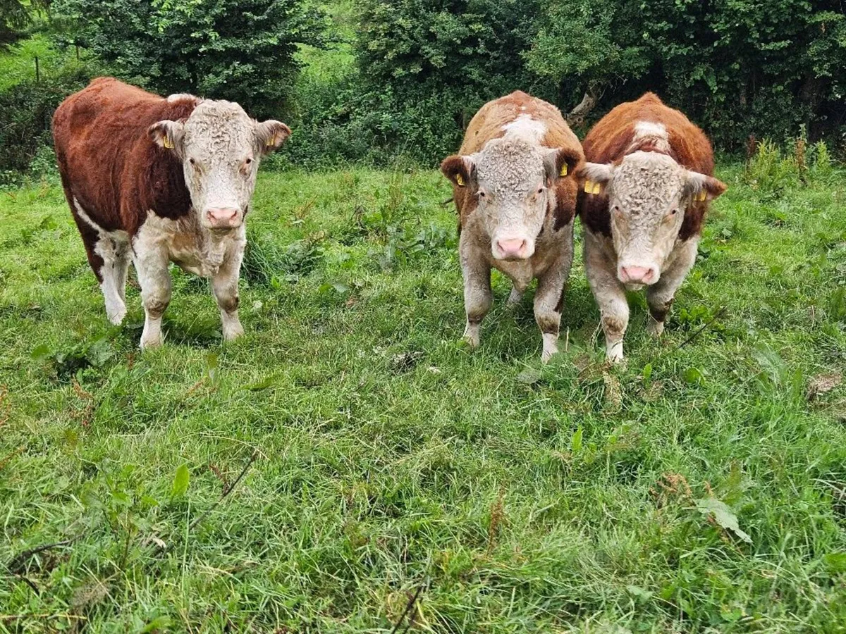 Ped Hereford Bulls - Image 3