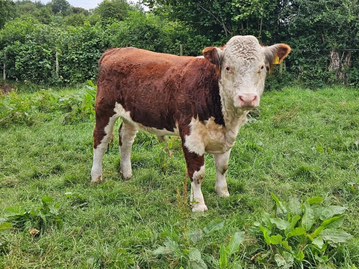 Ped Hereford Bulls - Image 4