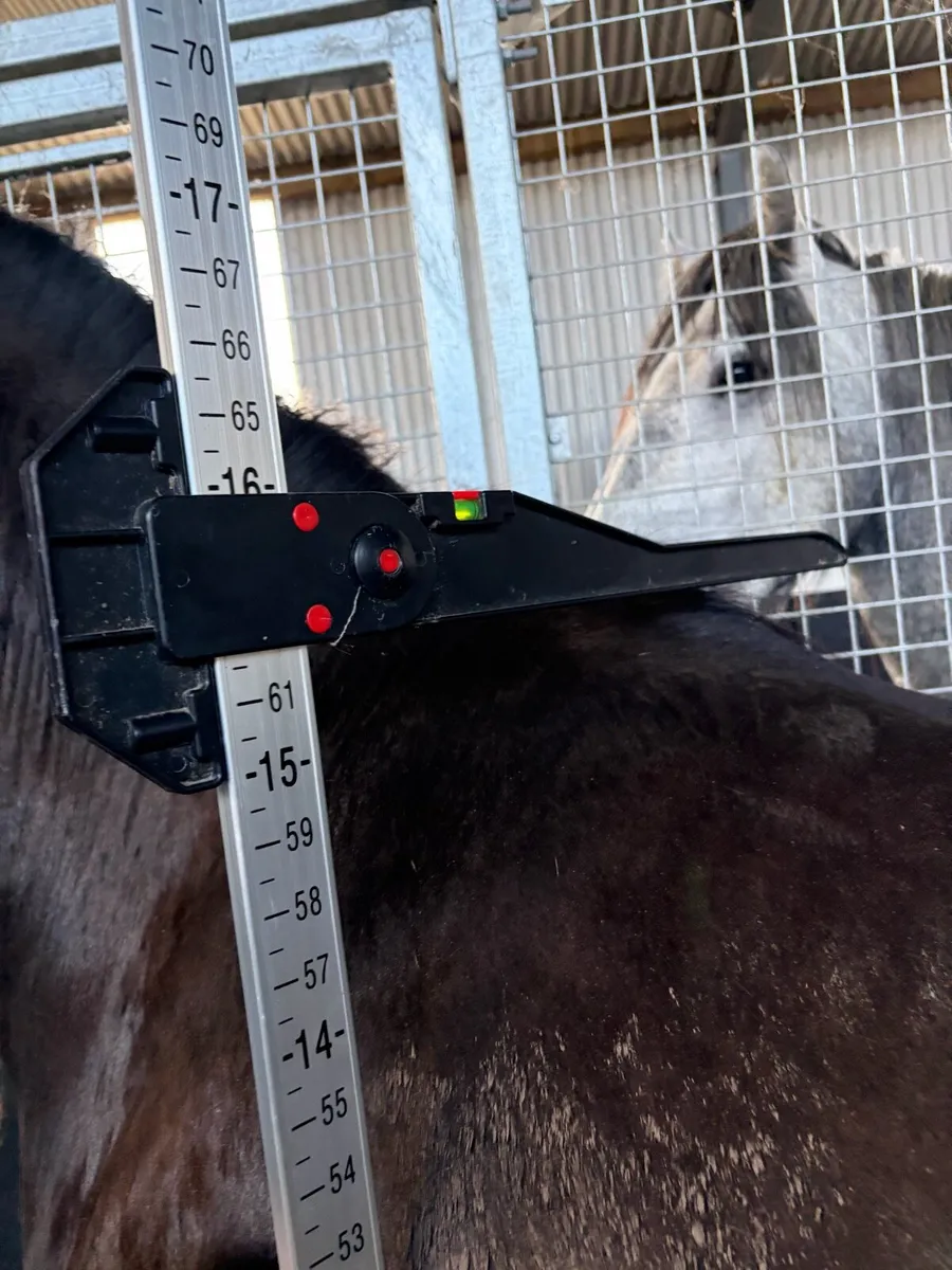 3yr  old Gelding - Image 2