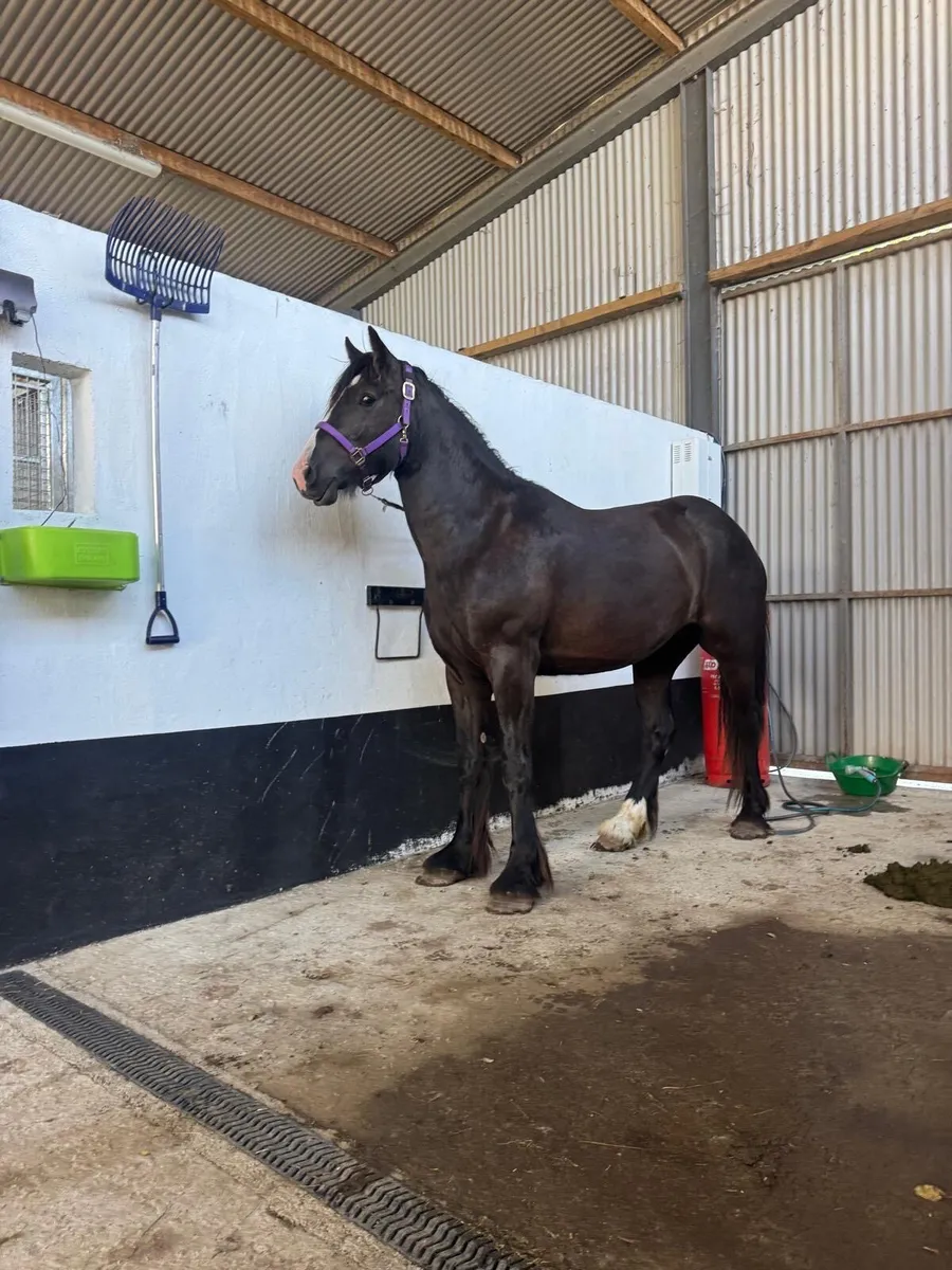 3yr  old Gelding - Image 3