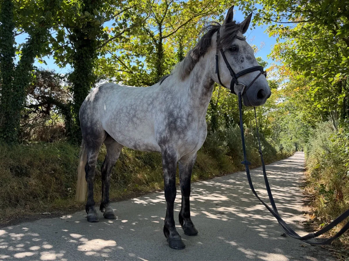 Superstar Connemara gelding ✨