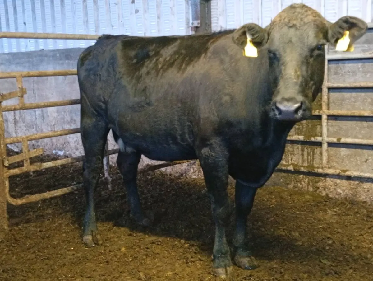 In calf cow - Image 2