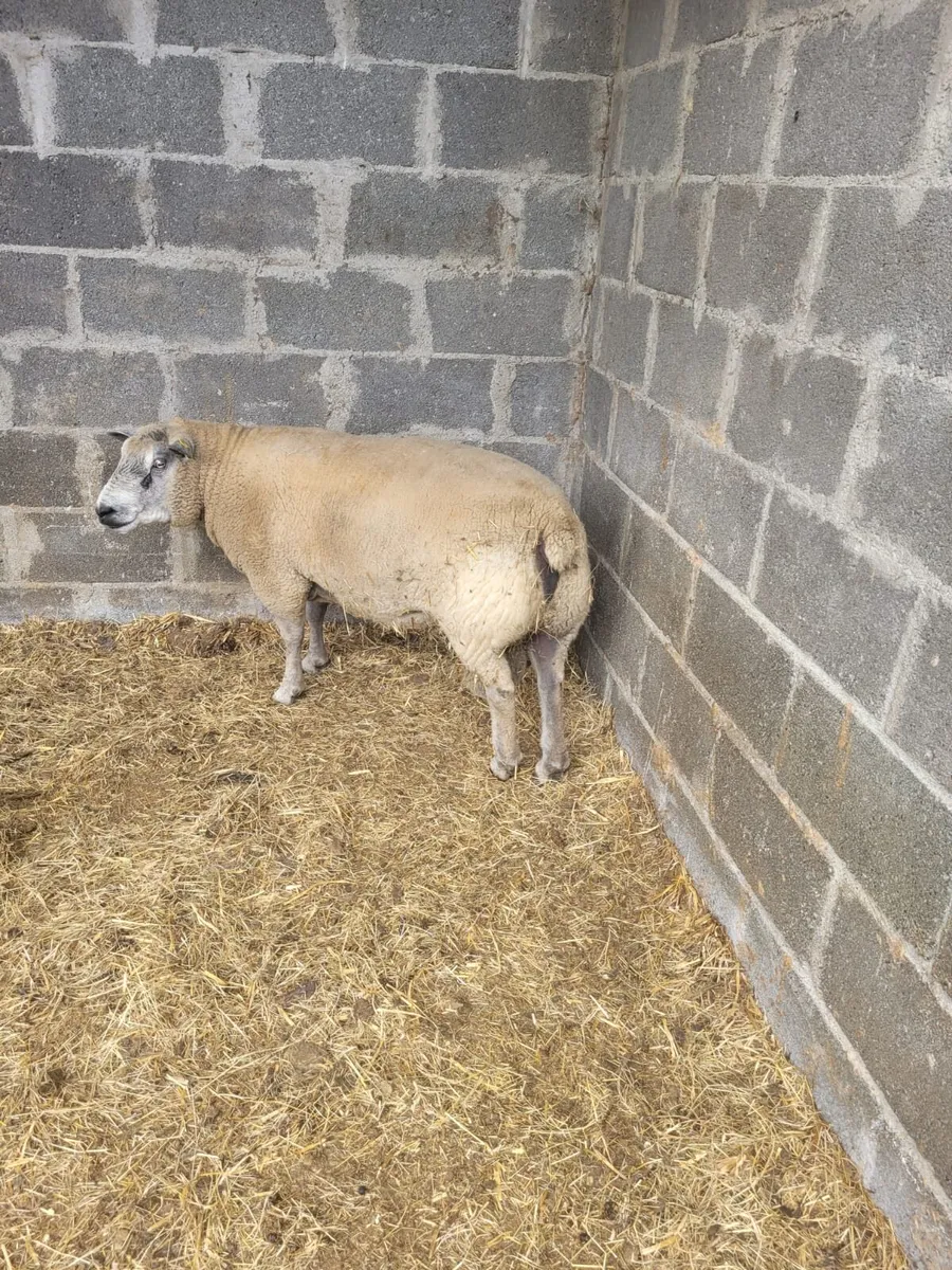 3 YR OLD HYBRED RAM - Image 2