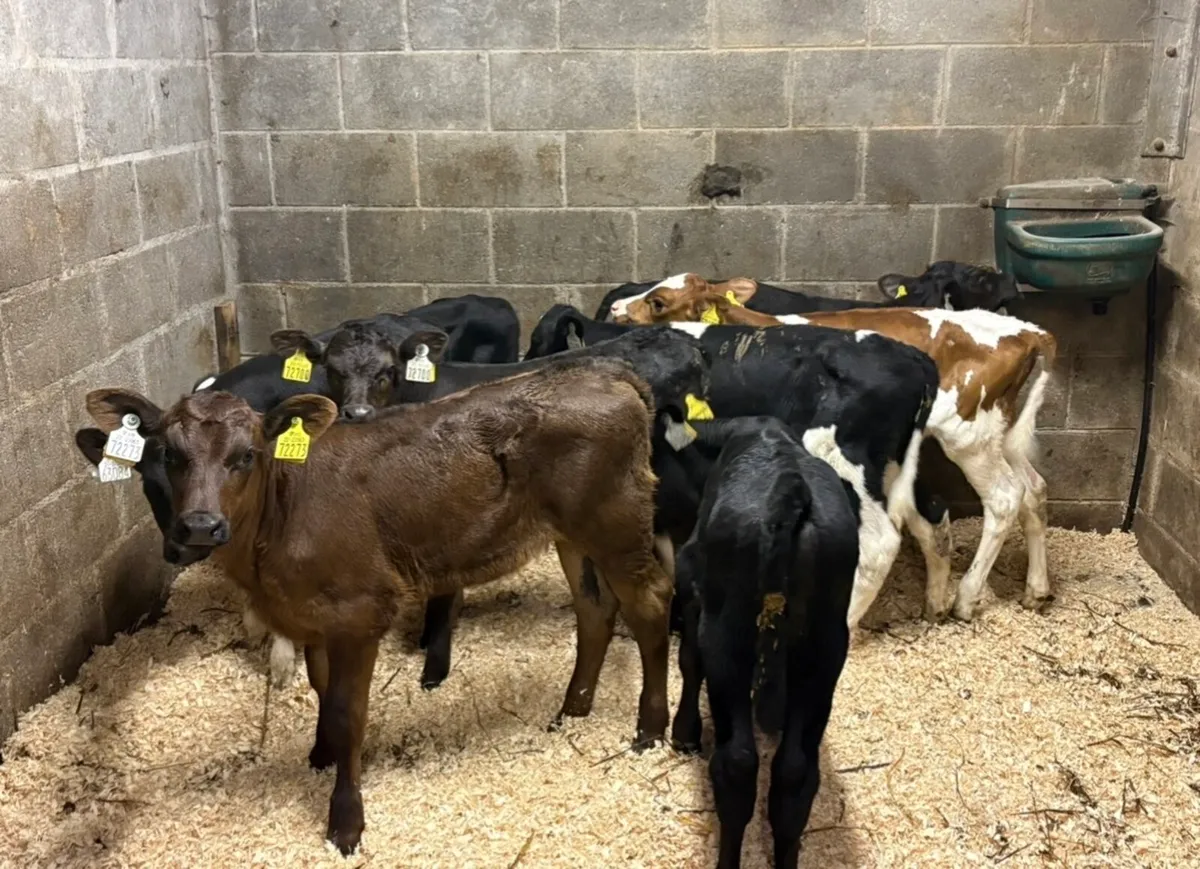 8 suck calves