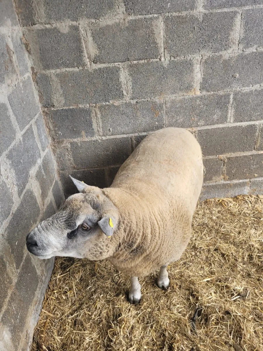 3 YR OLD HYBRED RAM - Image 3