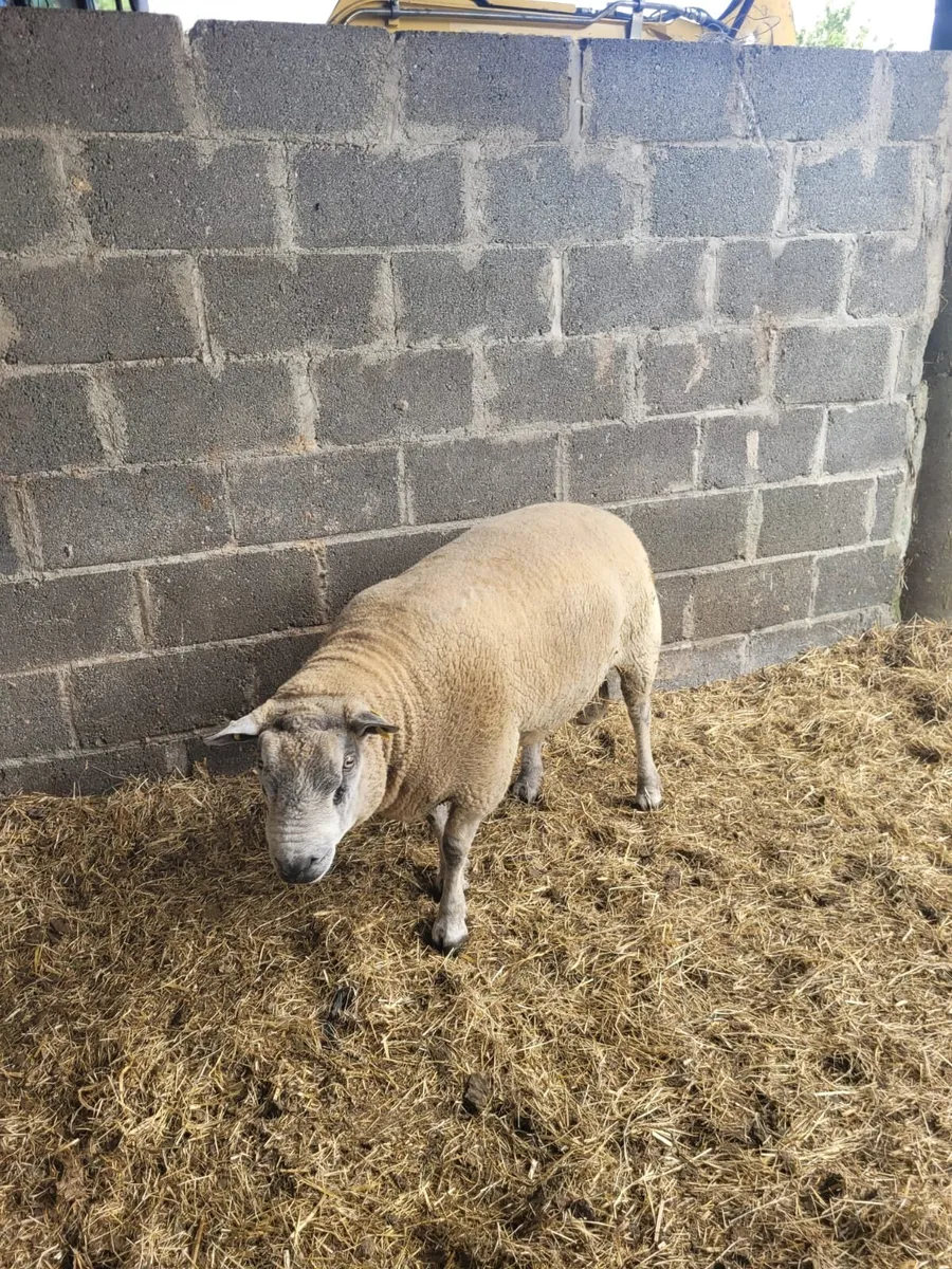 3 YR OLD HYBRED RAM - Image 1