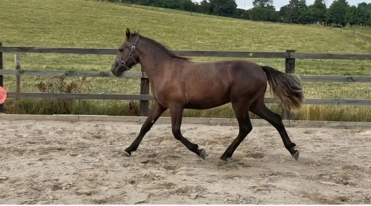 Quality full connemara yearling filly - Image 1