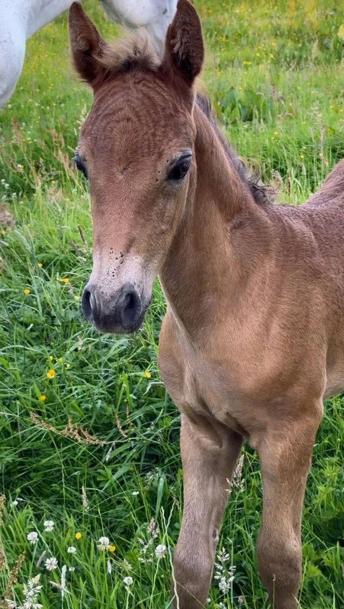 Quality full connemara yearling filly - Image 3