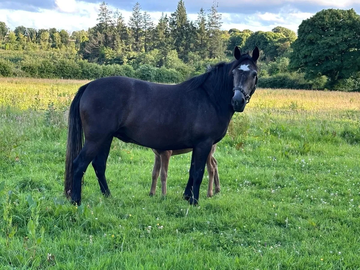Quality full connemara yearling filly - Image 4