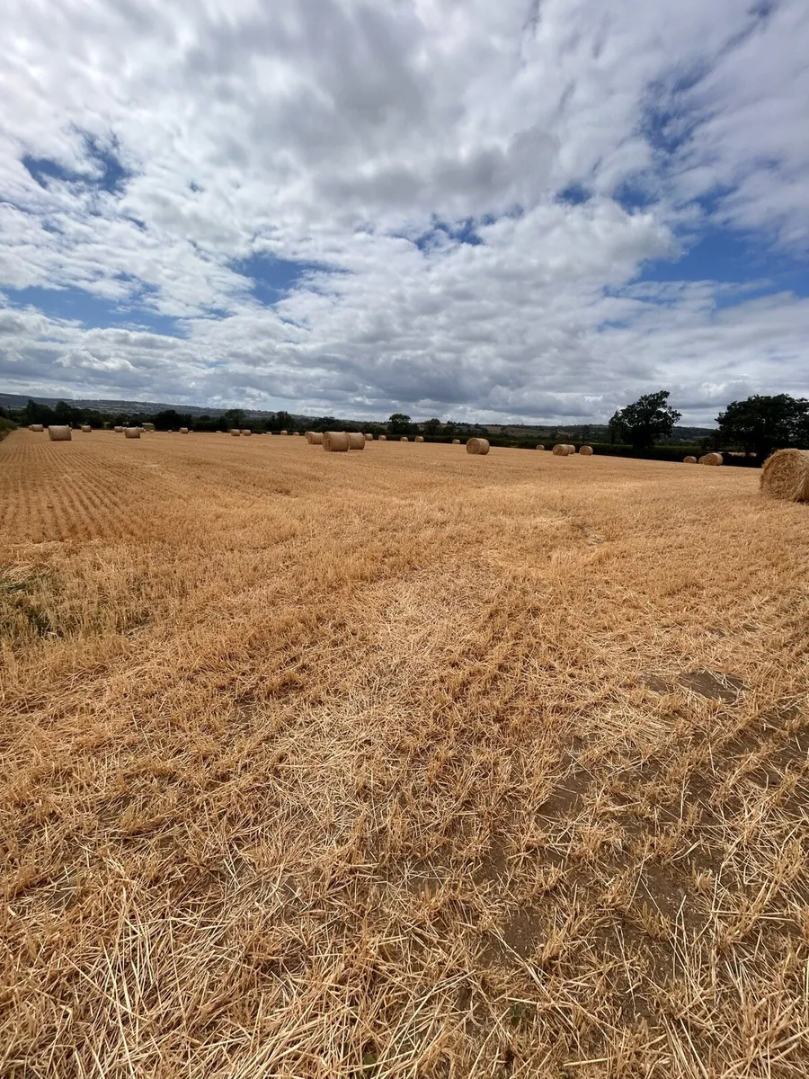 Spring Barley Straw - Image 1