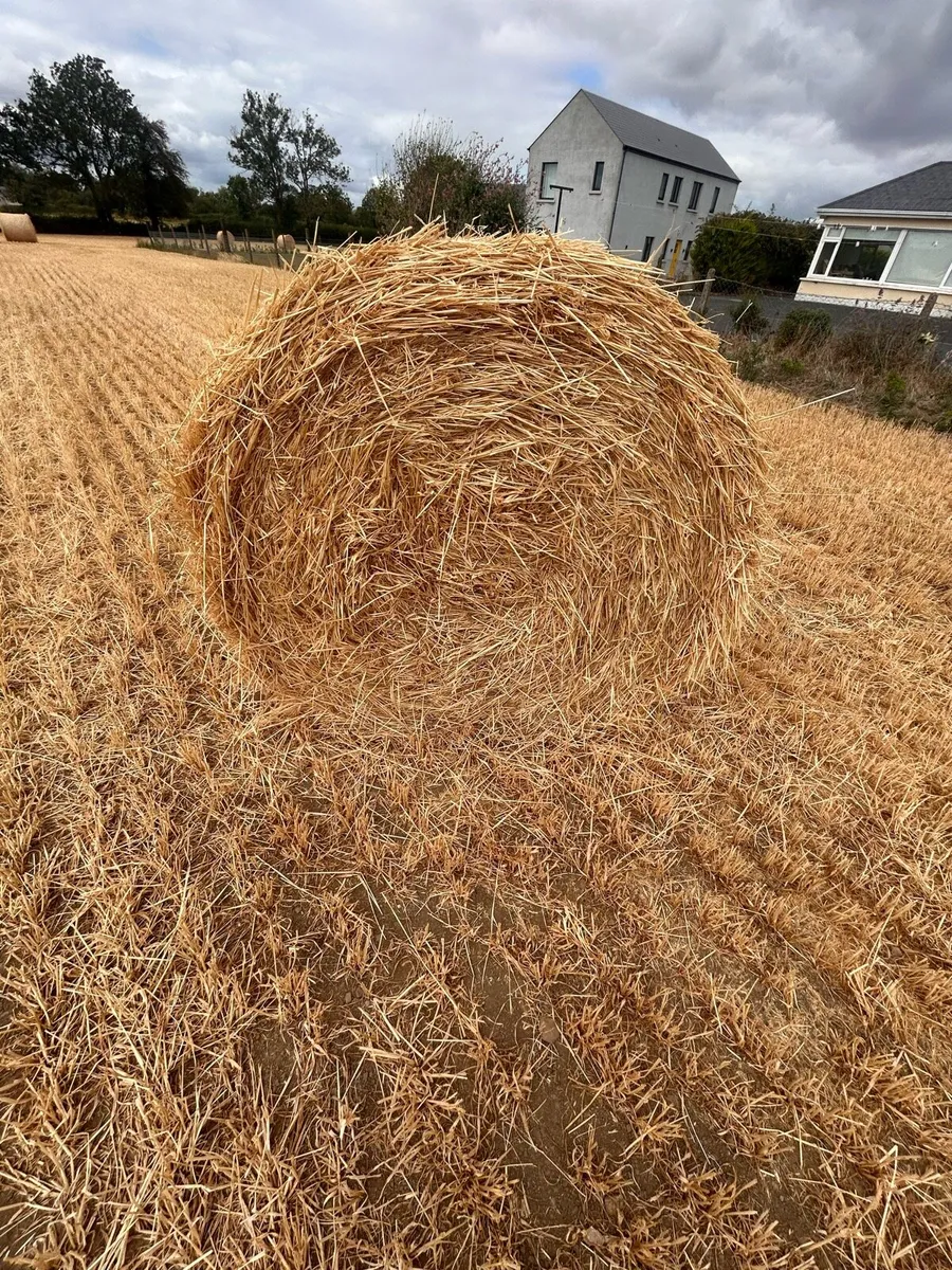 Spring Barley Straw - Image 2