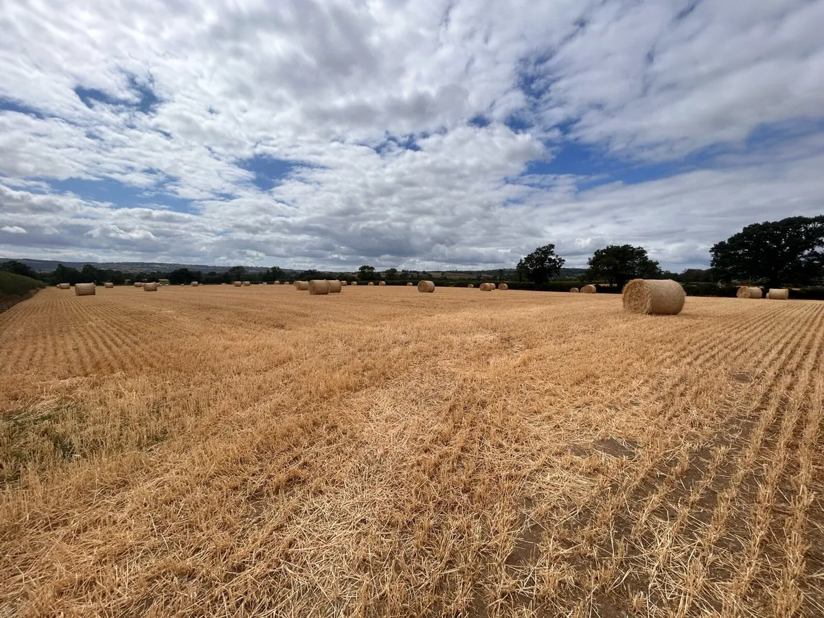 Spring Barley Straw - Image 3
