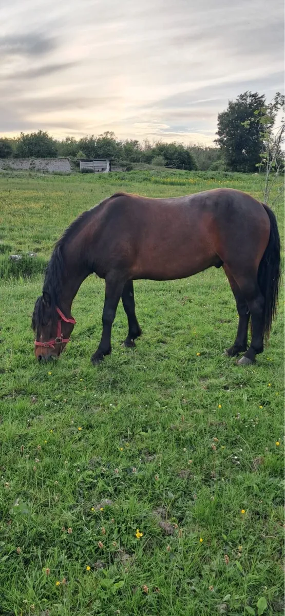 Connemara pony - Image 1