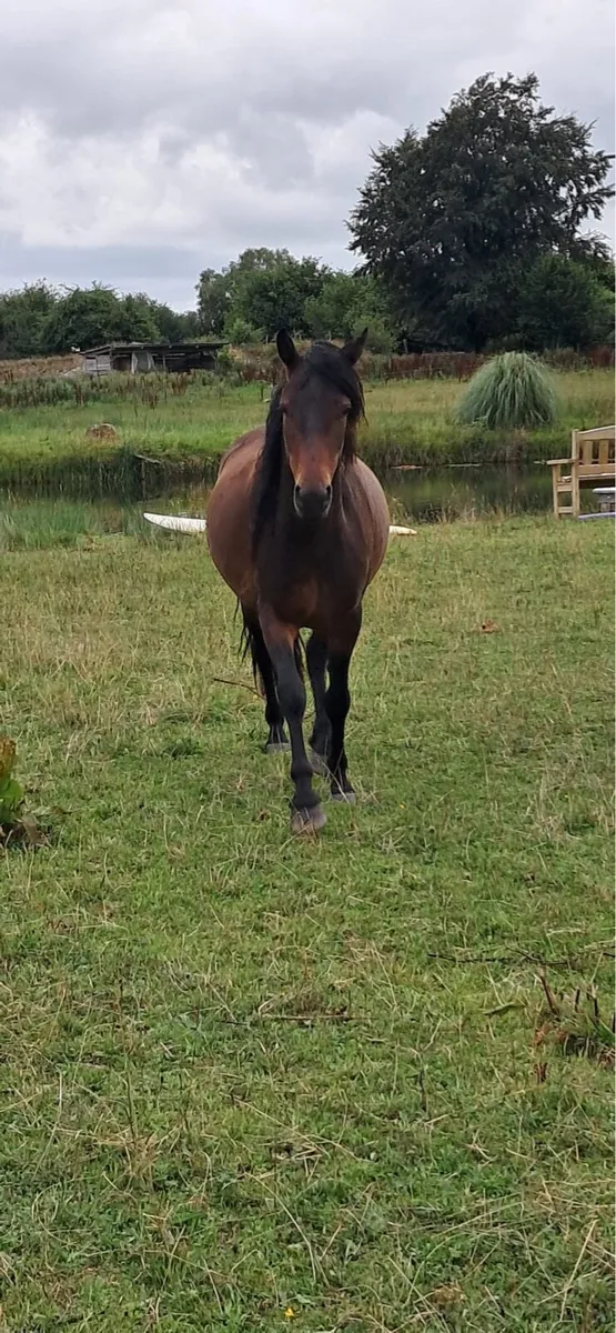 Connemara pony - Image 2