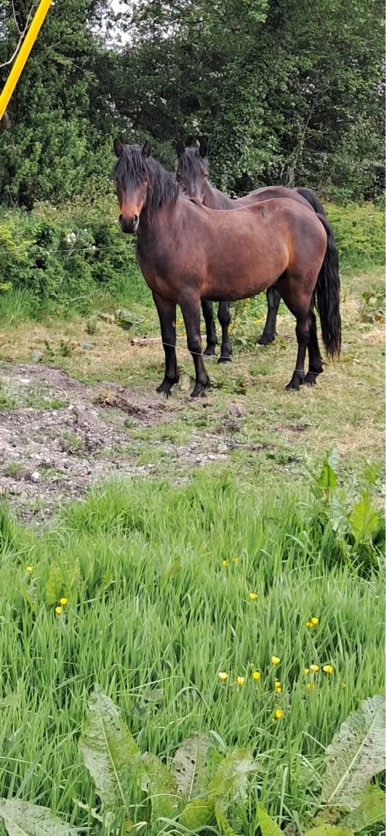 Connemara pony - Image 3