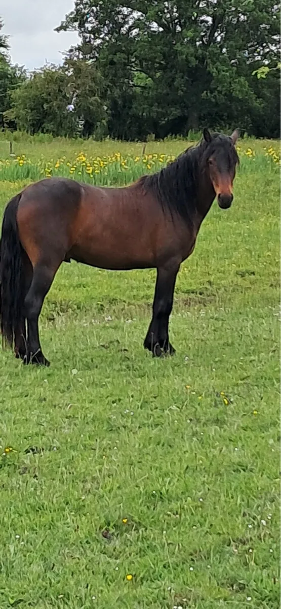 Connemara pony - Image 4