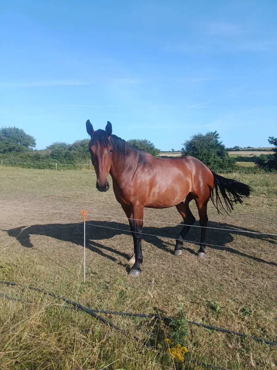 Horse - Image 1