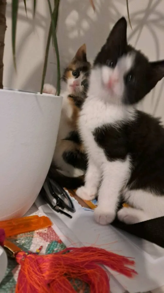 Kittens - Image 2