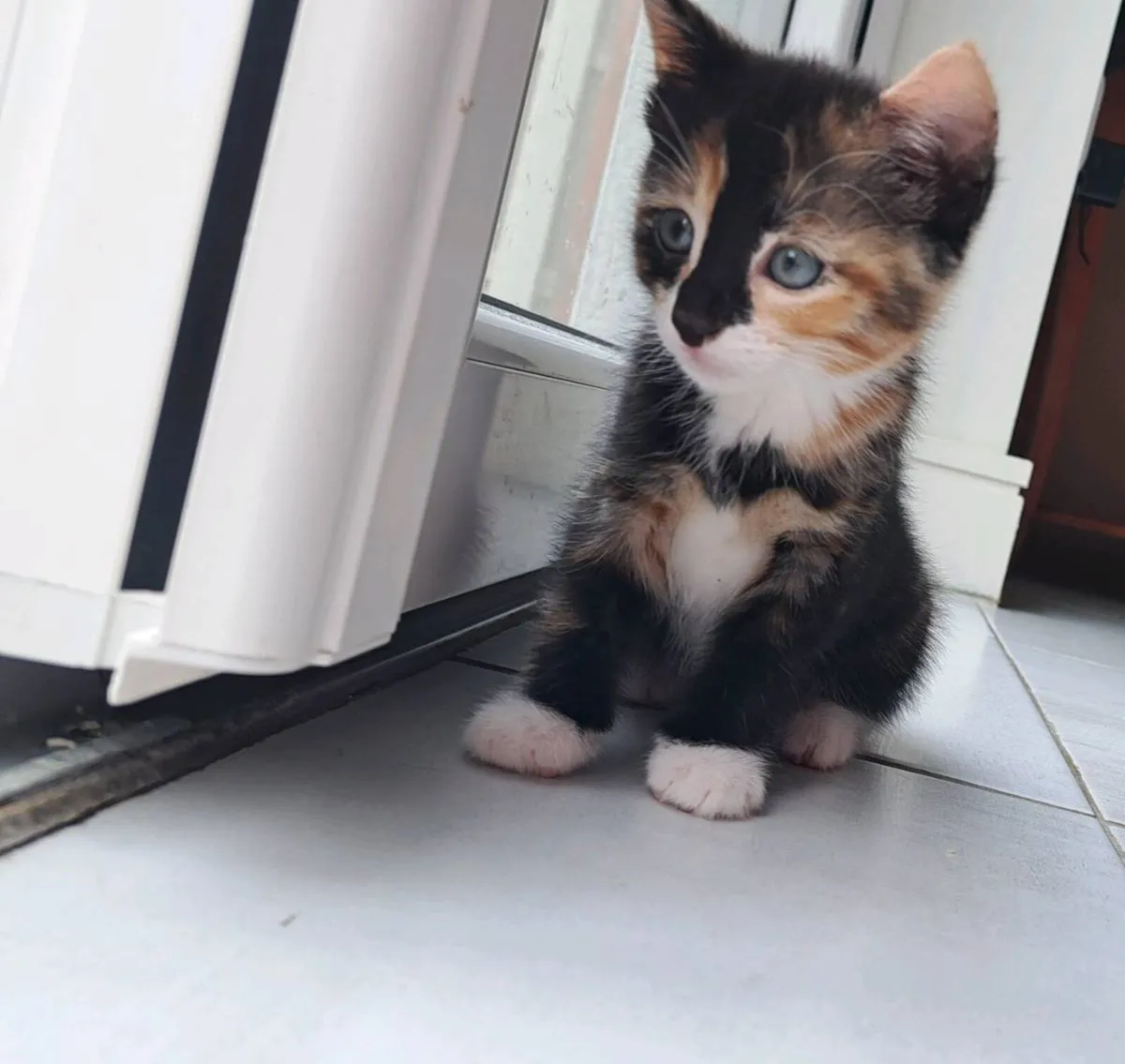 Kittens - Image 3