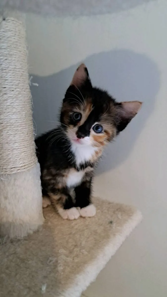 Kittens - Image 1